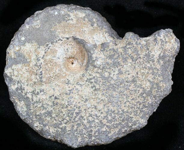 Agate/Chalcedony Replaced Ammonite Fossil #25510